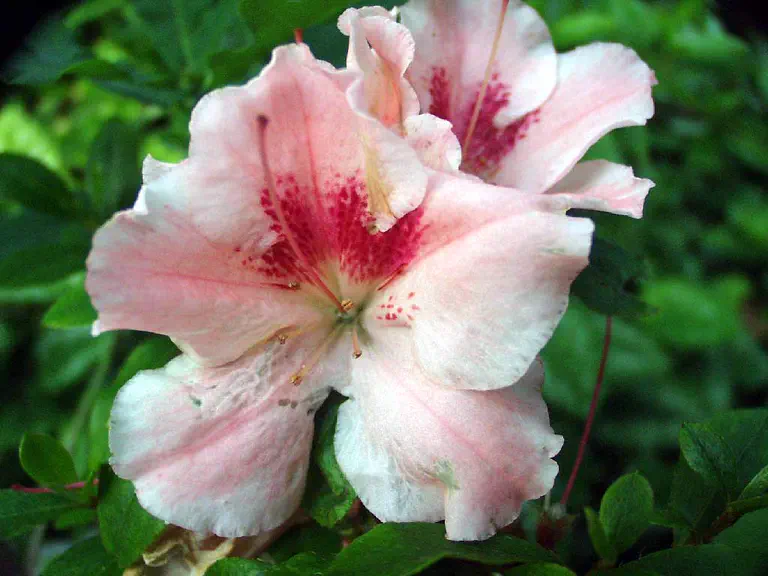 Photo of R. 'Shin-kigen', Evergreen Azalea Hybrid