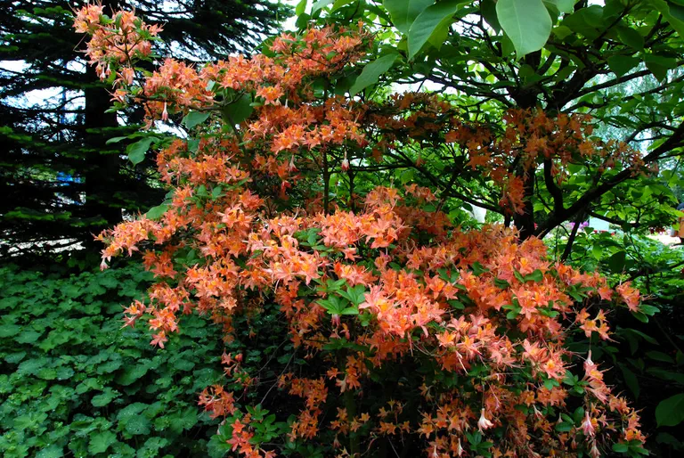 Photo of R. 'Beauté Céleste', Deciduous Azalea Hybrid