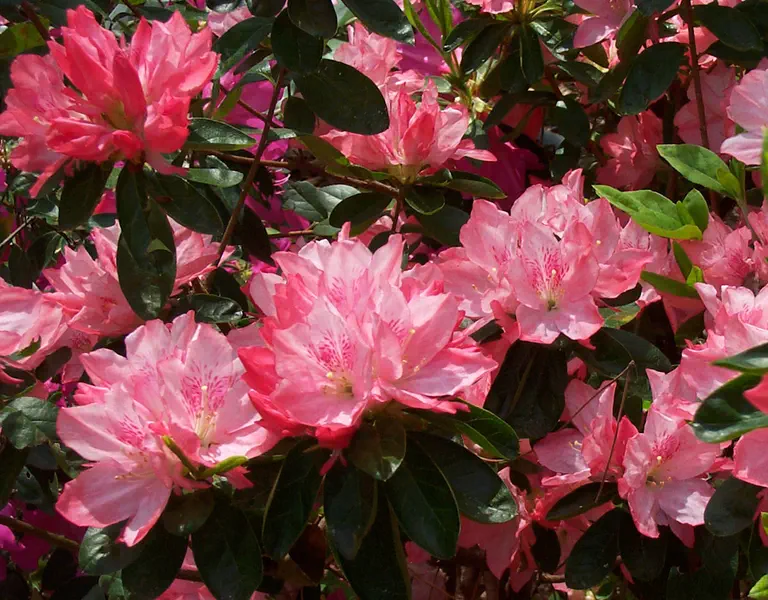 Photo of R. 'Hampton Beauty', Evergreen Azalea Hybrid
