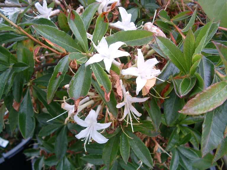 Photo of R. 'Denny's White', Deciduous Azalea Hybrid