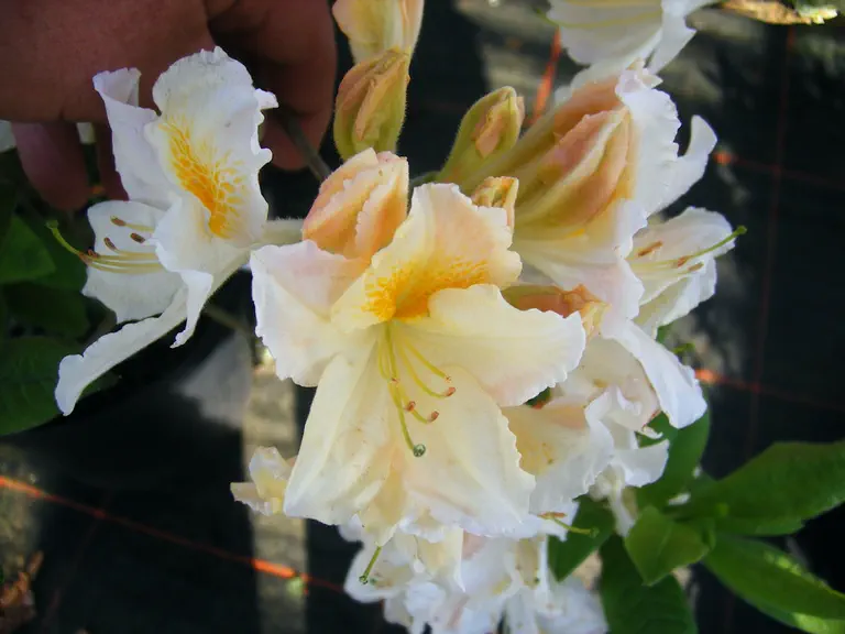 Photo of R. 'Fawley', Deciduous Azalea Hybrid