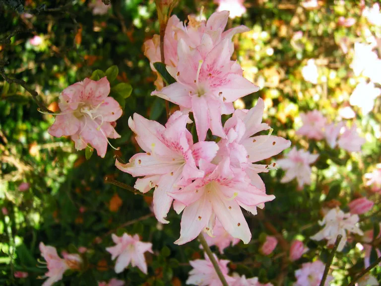 Photo of R. 'Ho-o', Evergreen Azalea Hybrid