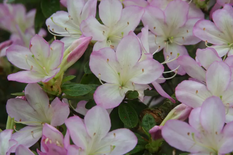 Photo of R. 'Irohayama', Evergreen Azalea Hybrid