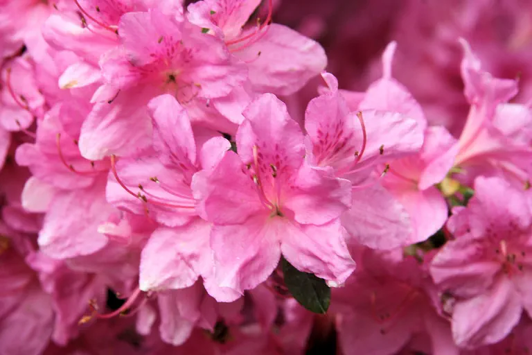 Photo of R. 'Tit-Willow', Evergreen Azalea Hybrid