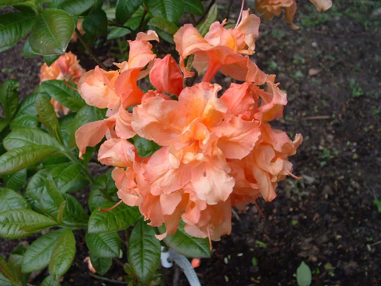 Photo of R. 'Barbecue', Deciduous Azalea Hybrid