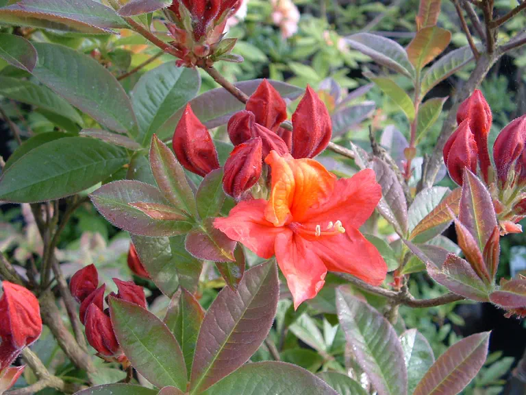 Photo of R. 'Bronze Fire', Deciduous Azalea Hybrid