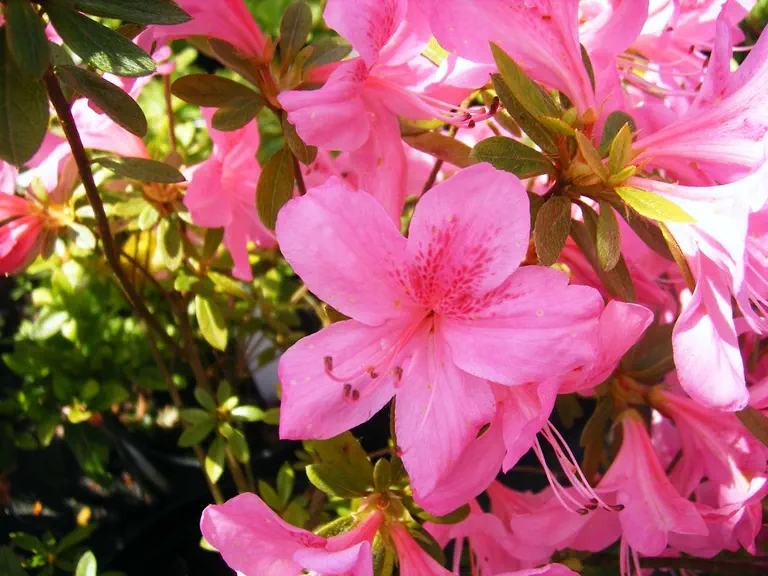 Photo of R. 'Bengal Beauty', Evergreen Azalea Hybrid