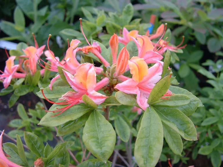 Photo of R. 'Apple Blossom', Deciduous Azalea Hybrid