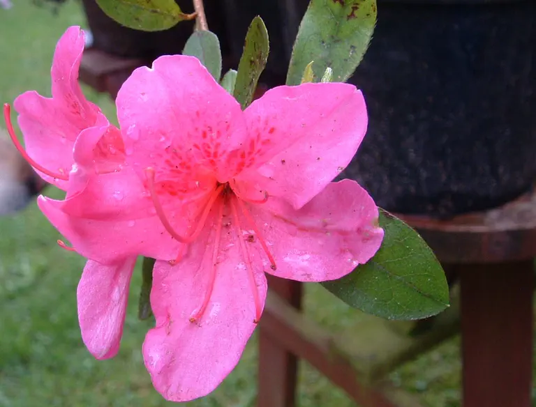 Photo of R. 'Audrey Wynniatt', Evergreen Azalea Hybrid