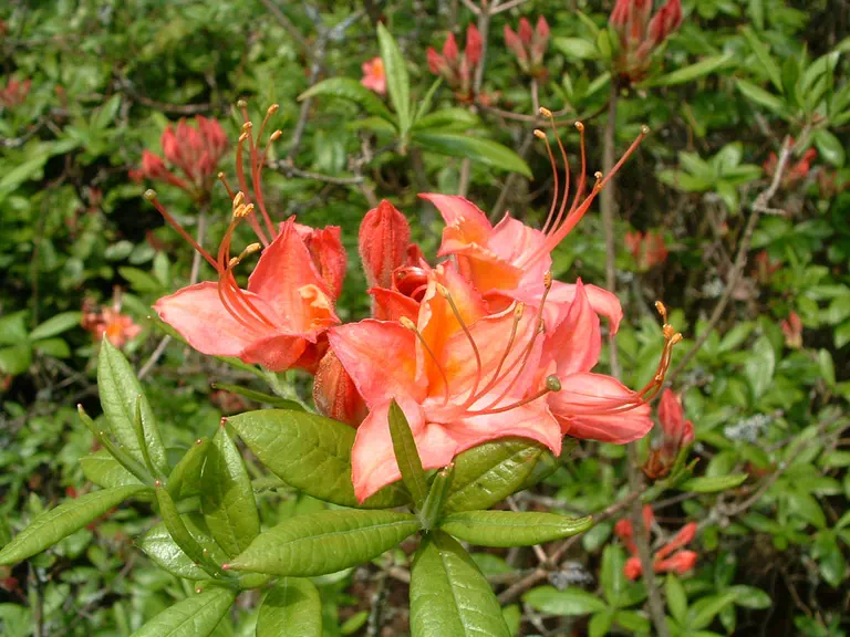 Photo of R. 'Bijou des Amateurs', Deciduous Azalea Hybrid