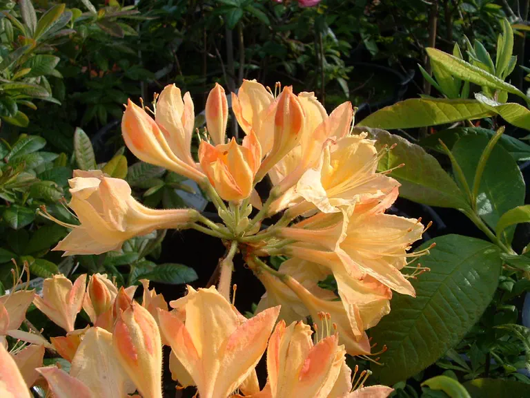 Photo of R. 'Charlemagne', Deciduous Azalea Hybrid