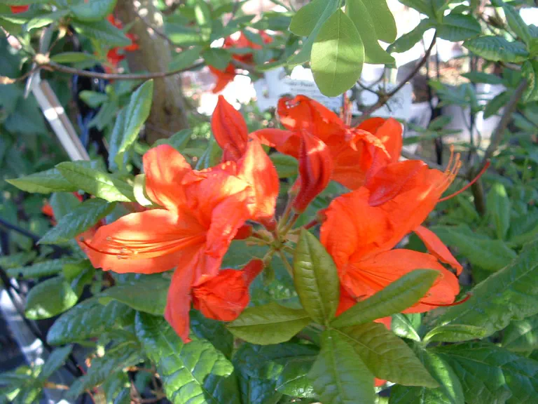 Photo of R. 'Gog', Deciduous Azalea Hybrid
