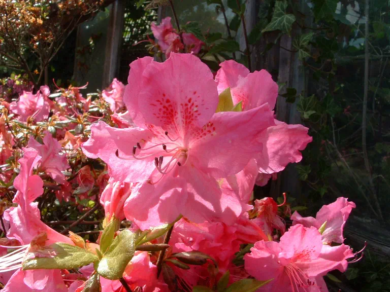 Photo of R. 'Crinoline', Evergreen Azalea Hybrid