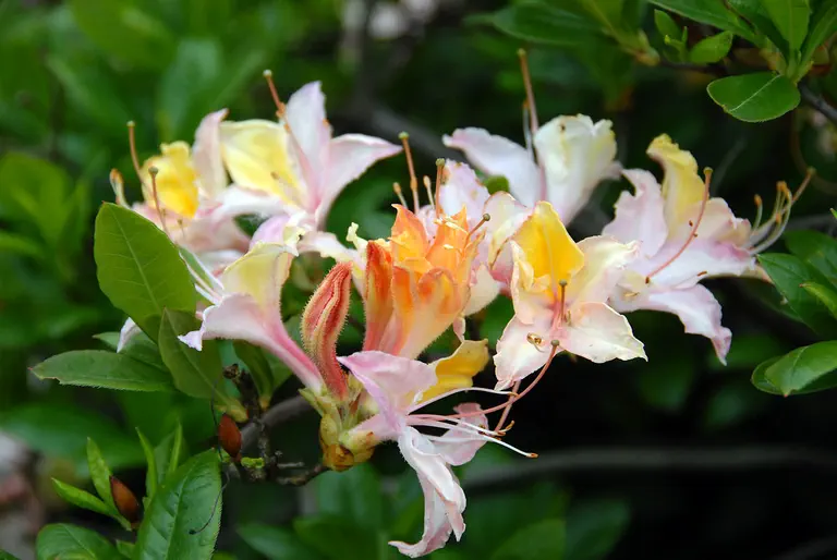Photo of R. 'Clothilde', Evergreen Azalea Hybrid