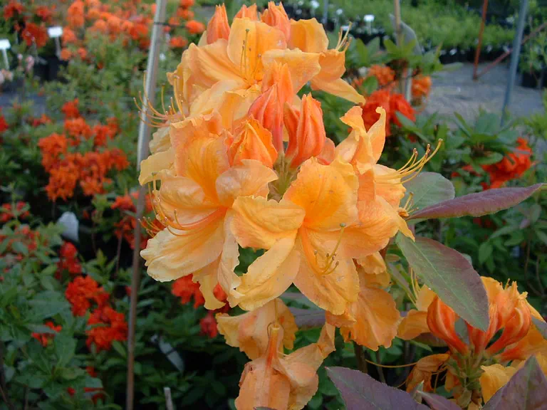 Photo of R. 'Ginger', Deciduous Azalea Hybrid