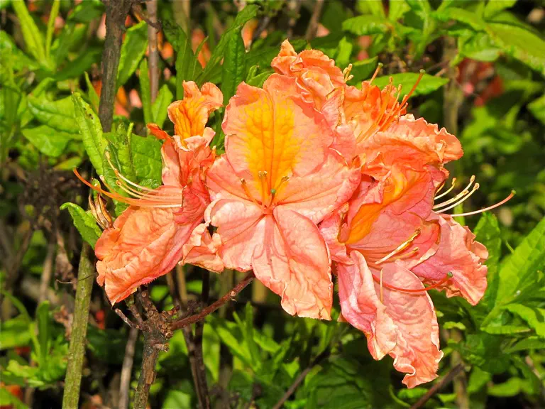 Photo of R. 'Caprice', Evergreen Azalea Hybrid