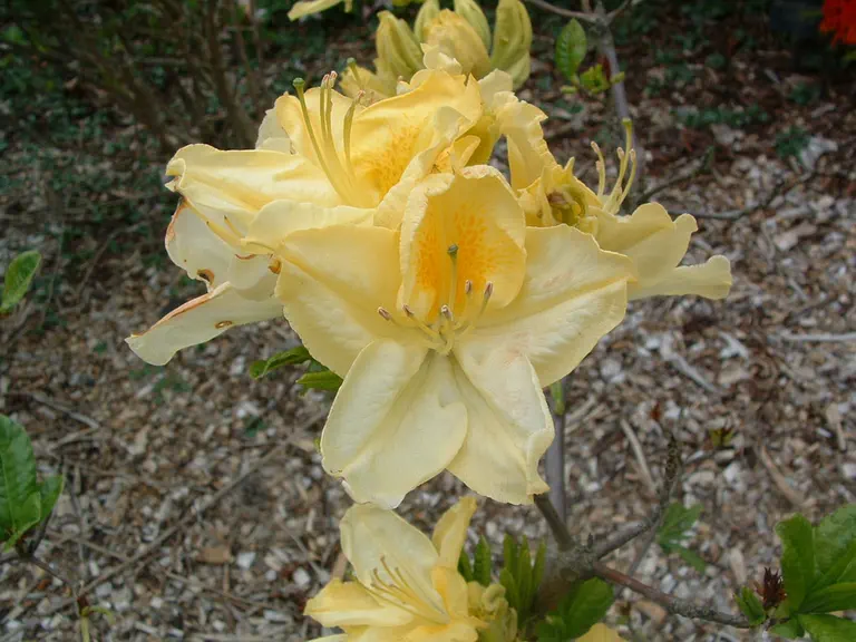 Photo of R. 'Cherwell', Deciduous Azalea Hybrid
