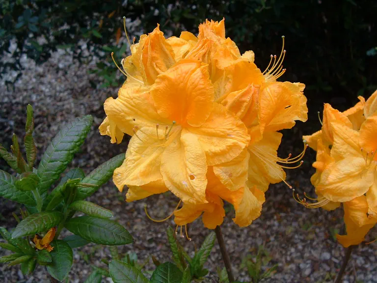 Photo of R. 'Ilam Melford Lemon', Deciduous Azalea Hybrid