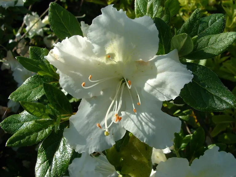 Photo of R. 'White Jade', Evergreen Azalea Hybrid