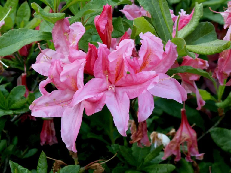 Photo of R. 'Westminster', Deciduous Azalea Hybrid
