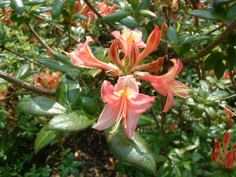 Photo of R. 'Bouquet de Flore', Deciduous Azalea Hybrid