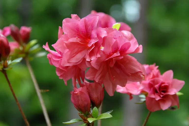 Photo of R. 'Kenwood', Evergreen Azalea Hybrid