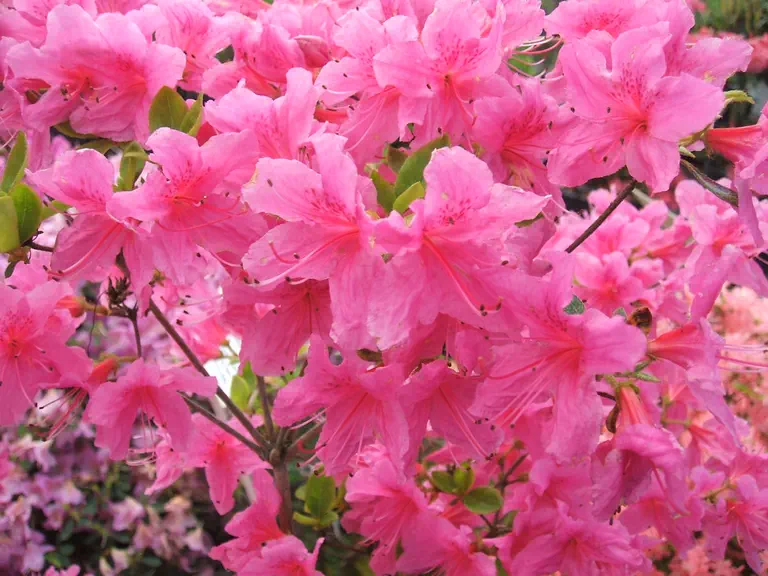 Photo of R. 'Barbara Coats', Evergreen Azalea Hybrid