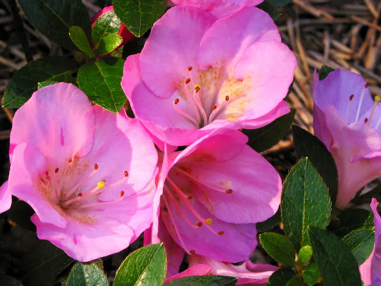 Photo of R. 'Nuccio's Blue Moon', Evergreen Azalea Hybrid