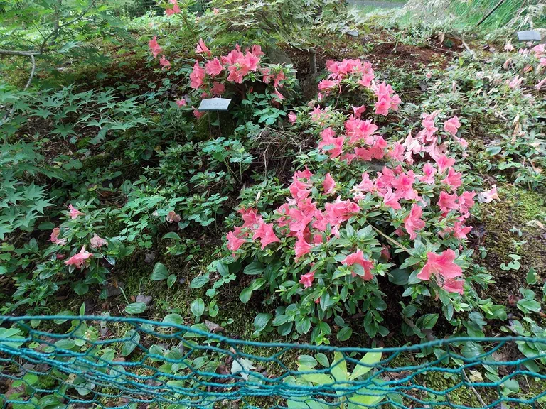 Photo of R. 'Late Love', Evergreen Azalea Hybrid