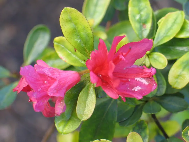 Photo of R. 'Nuccio's Little Red Riding Hood', Evergreen Azalea Hybrid