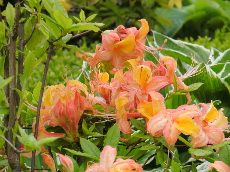 Photo of R. 'Wilhelmine', Deciduous Azalea Hybrid
