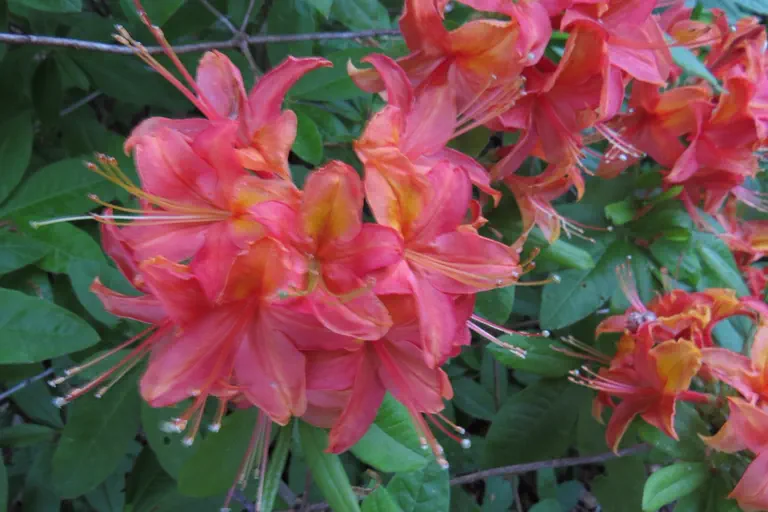 Photo of R. 'Willem III', Deciduous Azalea Hybrid
