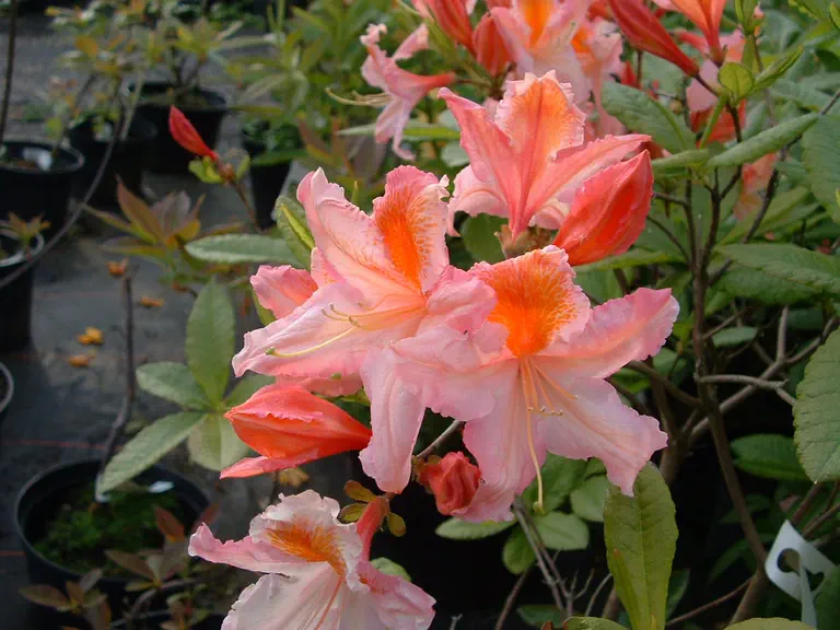 Photo of R. 'Superbum', Deciduous Azalea Hybrid