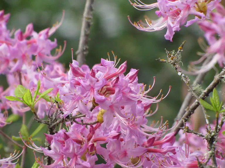 Photo of R. periclymenoides 'Paxton Blue', Deciduous Azalea Species Selection