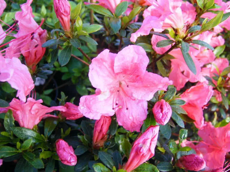 Photo of R. 'Frigate', Evergreen Azalea Hybrid