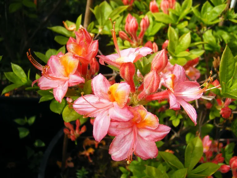 Photo of R. 'Louis Hellebuyck', Deciduous Azalea Hybrid