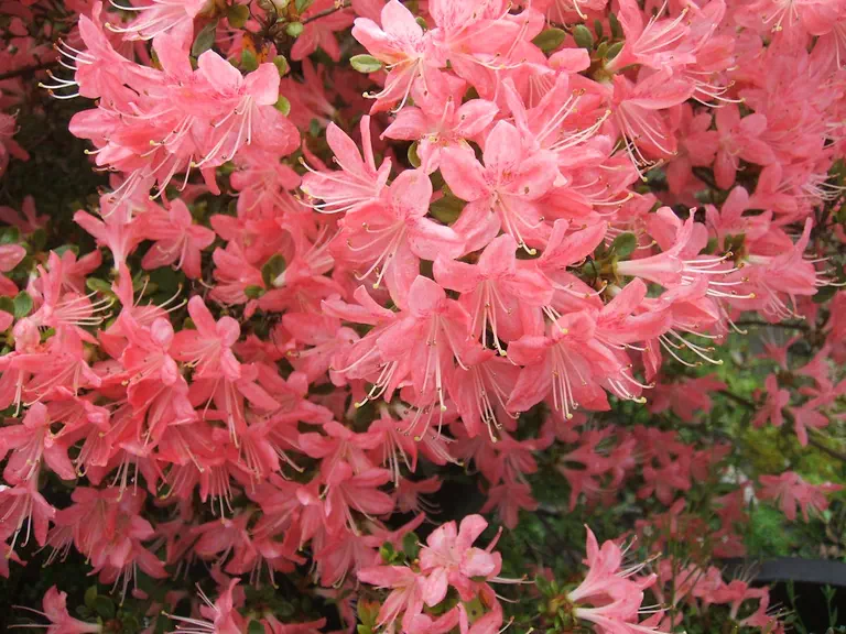 Photo of R. 'Aya-kanmuri', Evergreen Azalea Hybrid