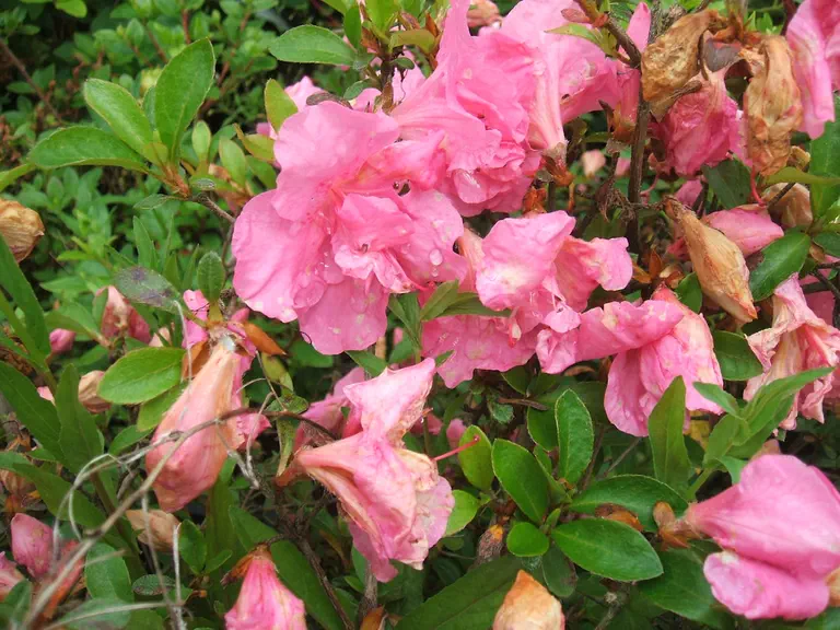 Photo of R. 'Mrs Emil Hager', Evergreen Azalea Hybrid