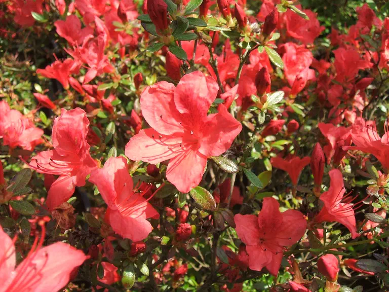 Photo of R. 'Master of Elphinstone', Evergreen Azalea Hybrid