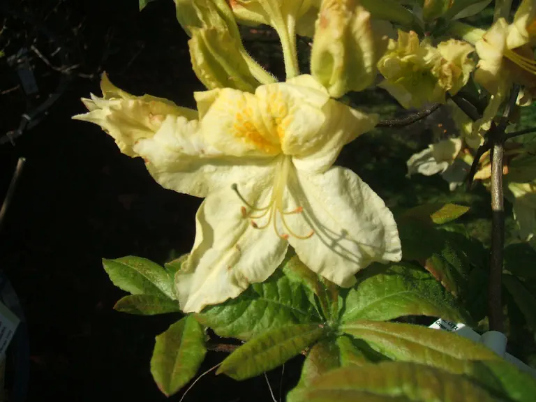 Photo of R. 'Oryx', Deciduous Azalea Hybrid
