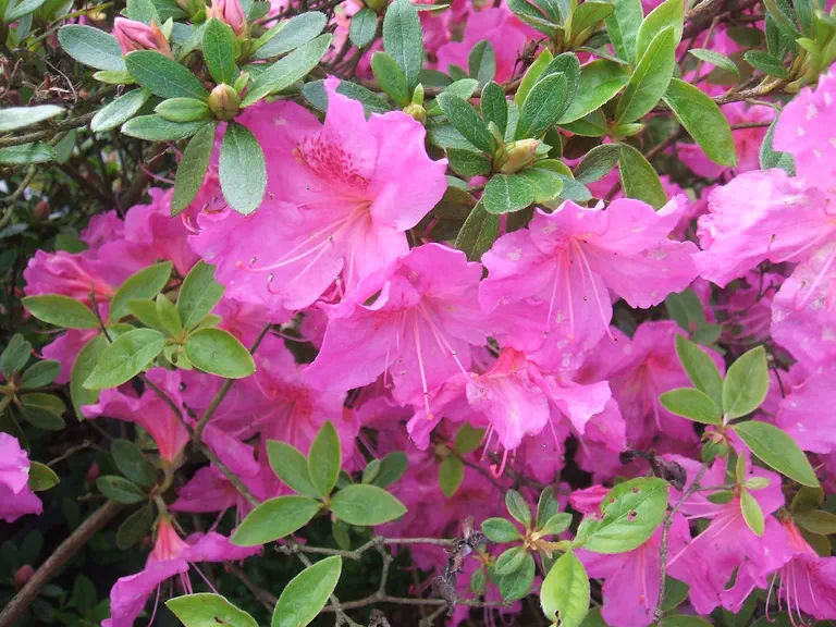 Photo of R. 'Beethoven', Evergreen Azalea Hybrid