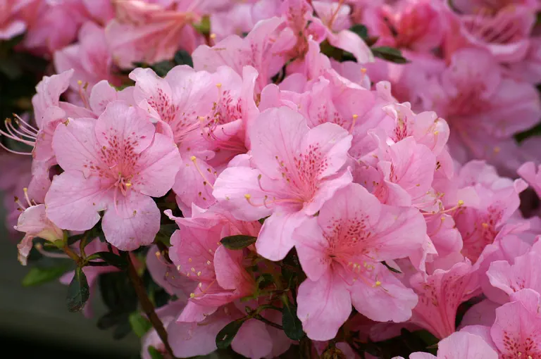 Photo of R. 'Diemel', Evergreen Azalea Hybrid