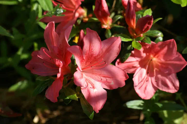 Photo of R. 'Fascination x Gunki', Azalea Hybrid