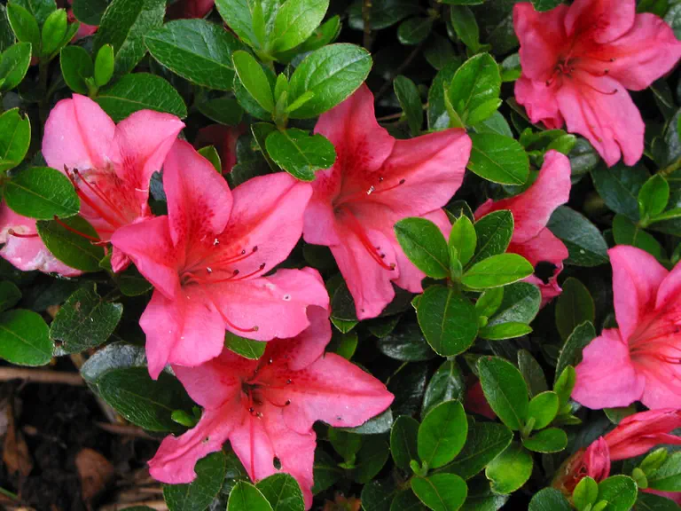Photo of R. 'Eros', Evergreen Azalea Hybrid