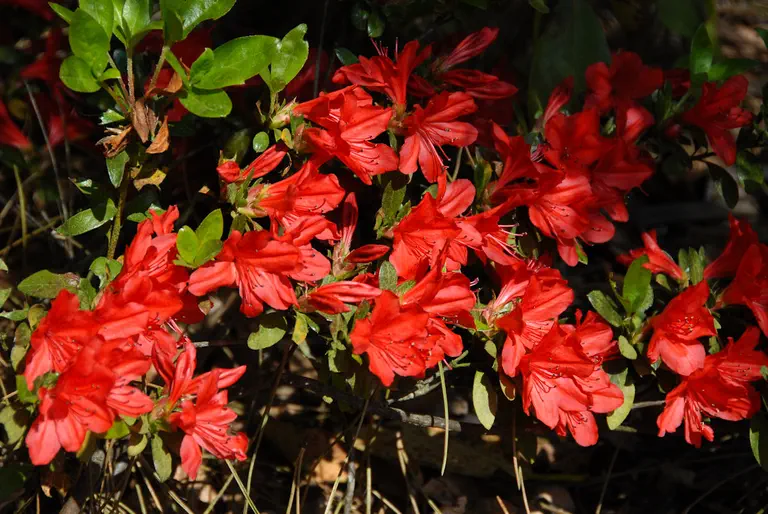 Photo of R. 'Flame Dance', Evergreen Azalea Hybrid