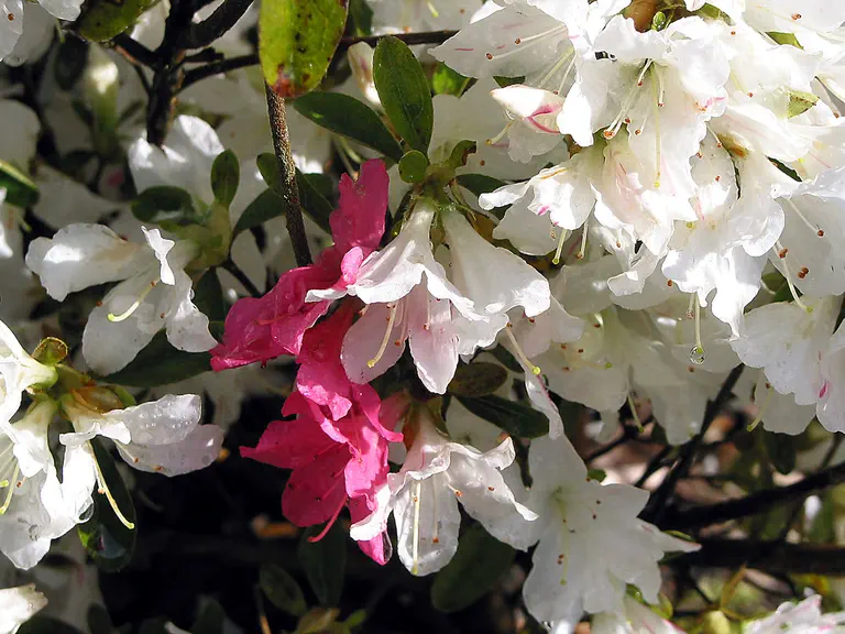 Photo of R. 'Kasho', Evergreen Azalea Hybrid