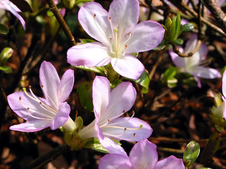 Photo of R. 'Daphne', Evergreen Azalea Hybrid