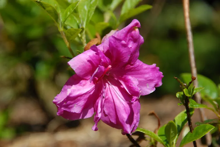 Photo of R. 'Lavender Mist', Evergreen Azalea Hybrid