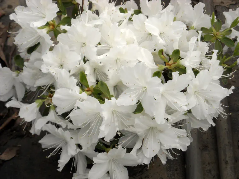 Photo of R. 'Delaware Valley White', Evergreen Azalea Hybrid