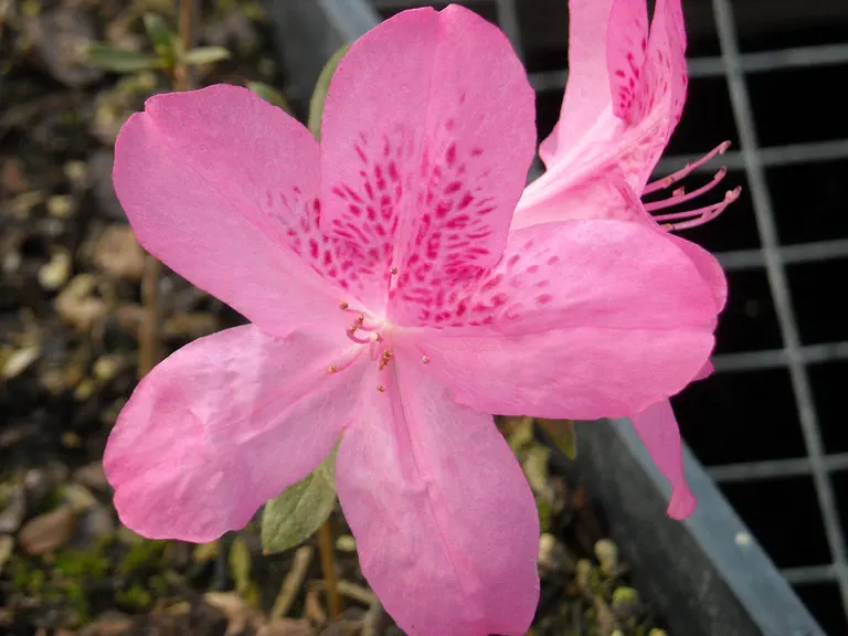 Photo of R. 'Lake Erie', Evergreen Azalea Hybrid